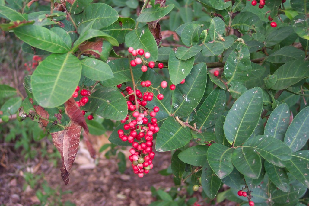 Schinus terebinthifolia red fruits