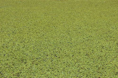Salvinia molesta