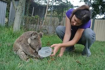 Wildcare Straddie’s Dr Romane Cristescu provides Ziggy with fresh water. Photo: Wildcare Straddie