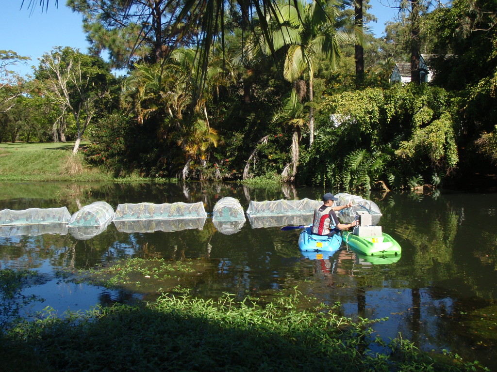 An example of a small-scale commercial floating wetland on a Council owned water body at Buckler Court.